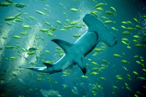 Image of los tiburones