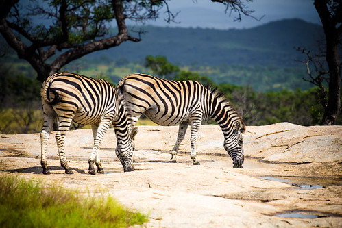 Image of Zebras