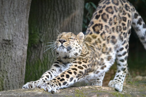 Image of les léopards