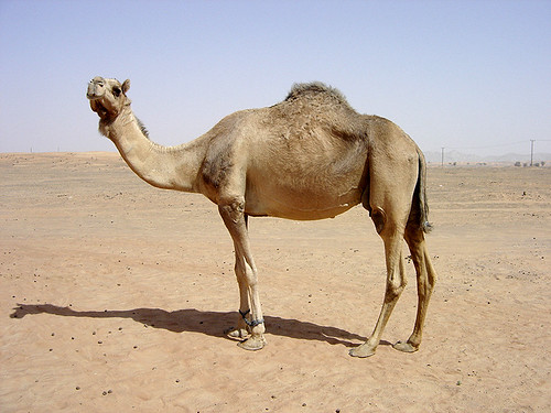 Image of Camels