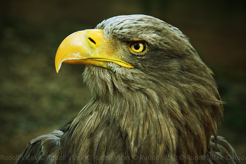 Image of les aigles