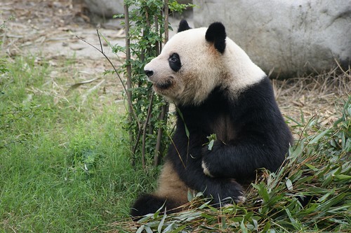 Image of los pandas gigantes