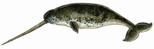 Image of Narwhals
