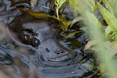 Image of les ornithorynques