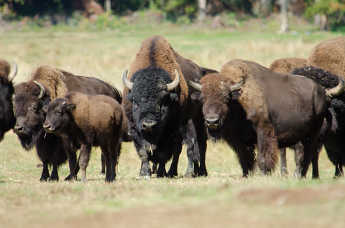 Image of les Bisons