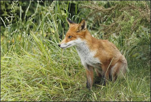 Image of les renards