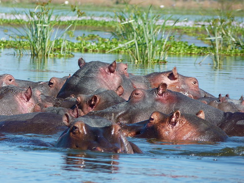 Image of les hippopotames