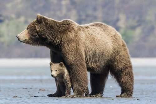 Image of los osos