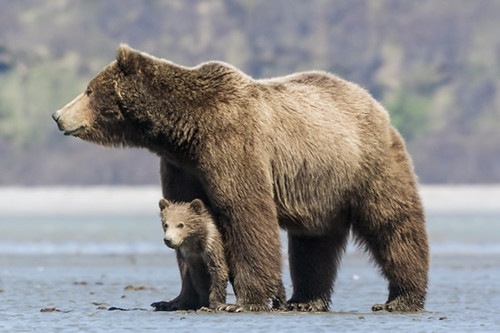 Image of Bears