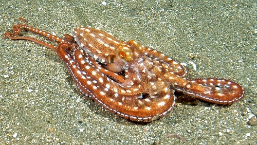 Image of Octopuses