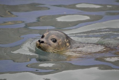 Image of Seals