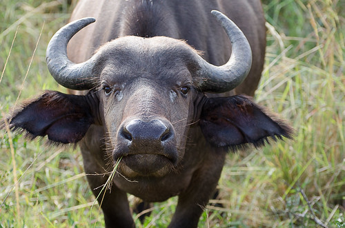 Image of Buffalos