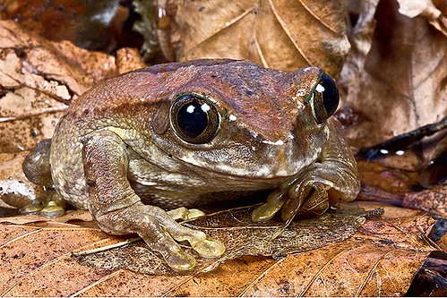 Image of Frogs