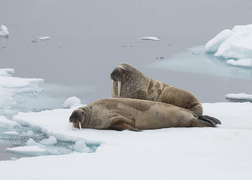 Image of Walruses