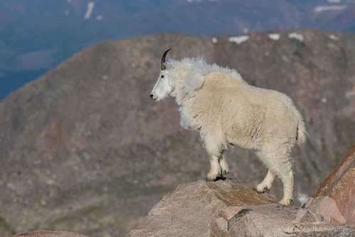 Image of les chèvres de montagne