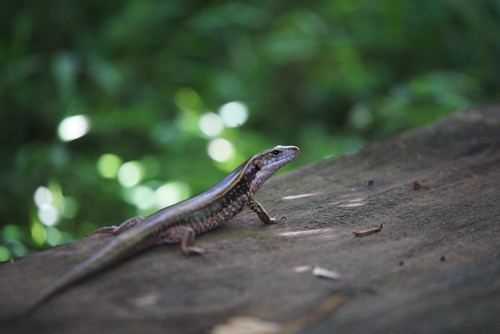 Image of Lizards