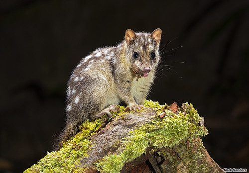 Image of Quolls