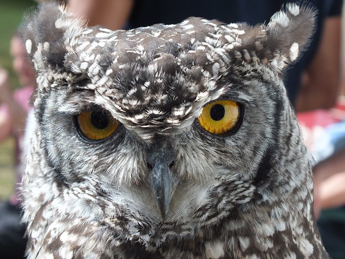 Image of Owls