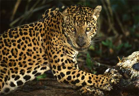 Image of les jaguars