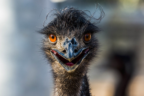 Image of Emus