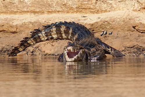 Image of Caimans