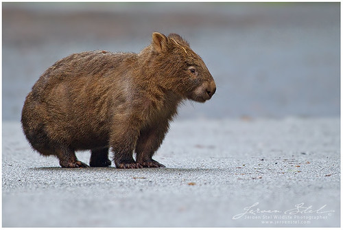 Image of los wombats