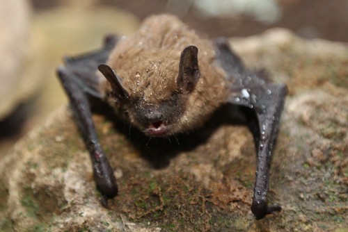 Image of Bats