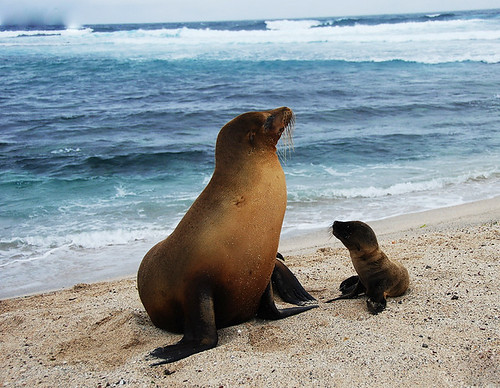 Image of los leones marinos