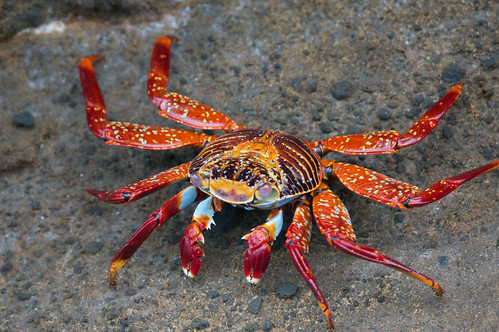 Image of Crabs