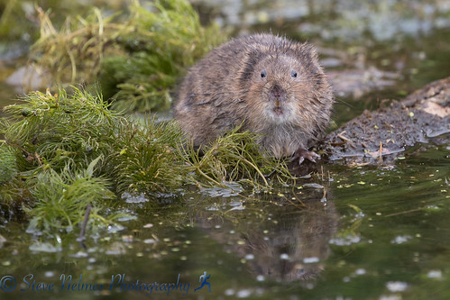 Image of las ratas de agua