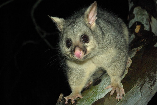 Image of les opossums