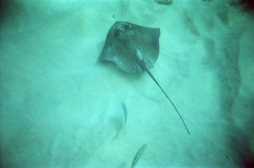 Image of Sting Rays