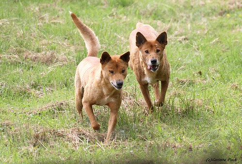 Image of Dingos