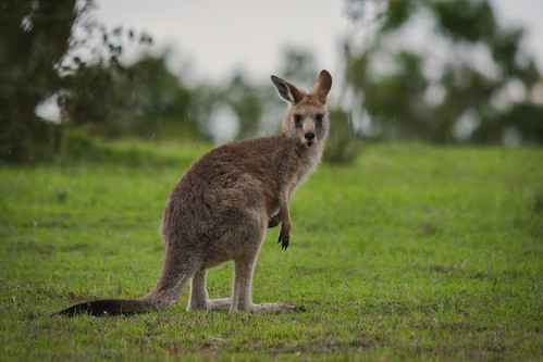 Image of Kangaroos