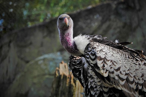 Image of les vautours