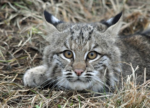 Image of los gatos monteses