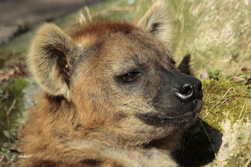 Image of Hyenas