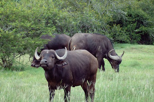Image of Water Buffalos