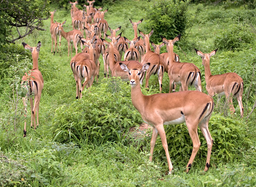 Image of Impalas