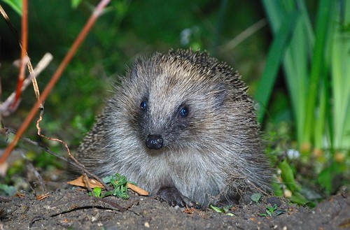 Image of Hedgehogs