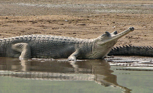 Image of Gharials