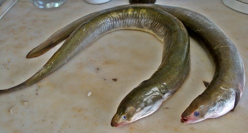 Image of Eels