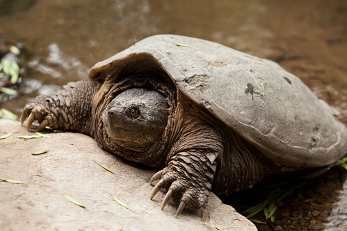 Image of les tortues