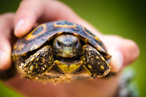 Image of les tortues