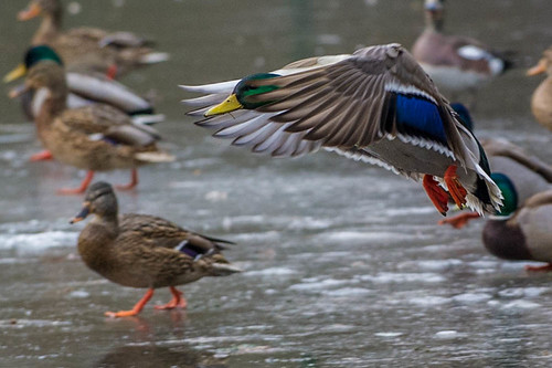 Image of Ducks