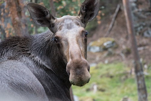 Image of Moose