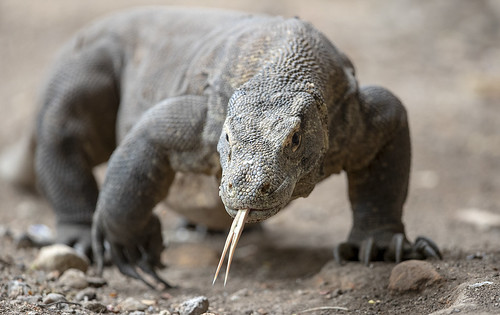 Image of Komodo Dragons