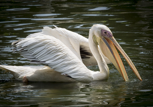 Image of Pelicans