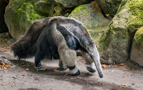 Image of Ant Eaters