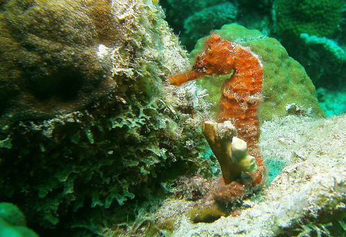 Image of Seahorses